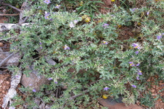 Solanum virginianum